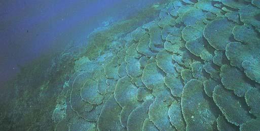 Coral form: plate-like (laminar) and typically flat or thin and brittle 3.