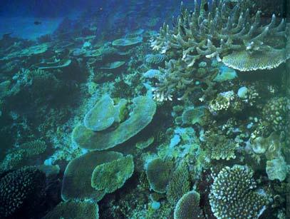 Upper Reef Slope 1. Depth: to 20 meters 2. Coral form: varied forms including plate-like, branching and columnar 3.