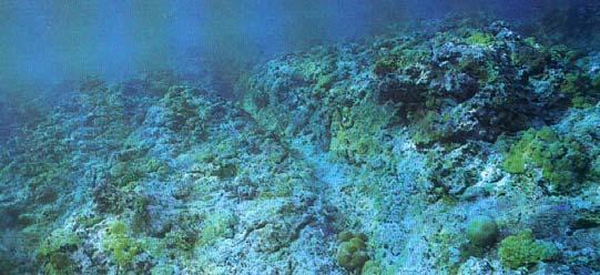 Light: Not limiting Reef Fronts 1. Depth: narrow zone to 5 meters 2.