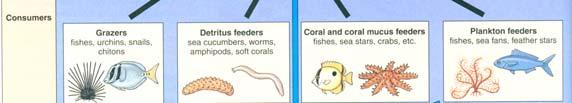 Coral form: Mixtures of