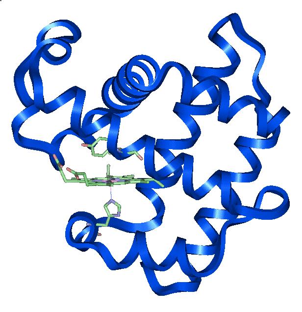 The substrate of DHP binding site is in the heme pocket The enzyme dehaloperoxidase also provides an interesting case Study.