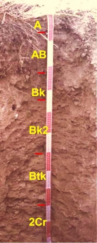 Soil Function in aridisols and aridic alfisols A horizon: interface with atmosphere: OM accumulation and ELUVIATION; loss of clays, solutes; More OM, coarser texture, lower EC & ph than other