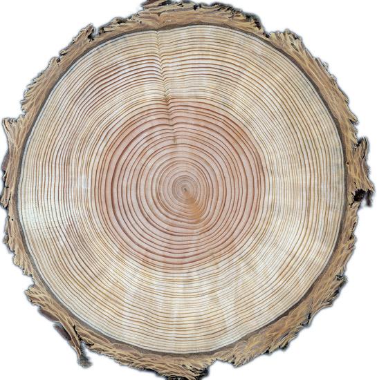 Unit 2 - Antarctica's Ice On the Move Activity 2A Ponder Tree rings offer one way of studying past climates.