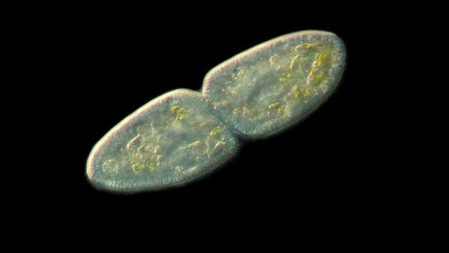 When environmental conditions are right, when food is in abundance and temperature is optimal, ciliates reproduce. Most species do it using a strategy called binary fission or bipartition, i.e., in the same way the cells of our body do.