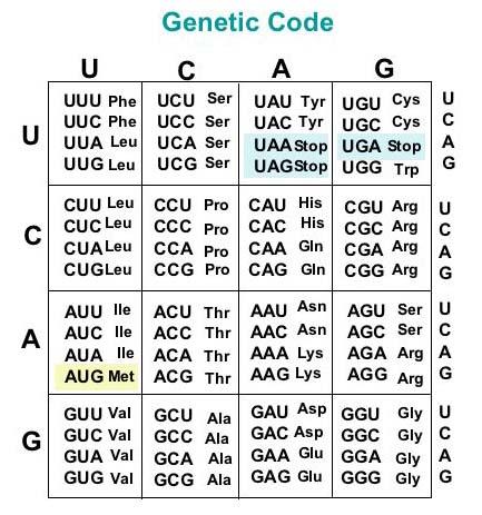 The Genetic Code First 12 nucleotides at the 5' end of the rbcl gene in corn: 5'-ATG TCA CCA CAA-3' 3'-TAC AGT GGT GTT-5' transcription coding strand template strand DNA double helix 5'-AUG UCA CCA