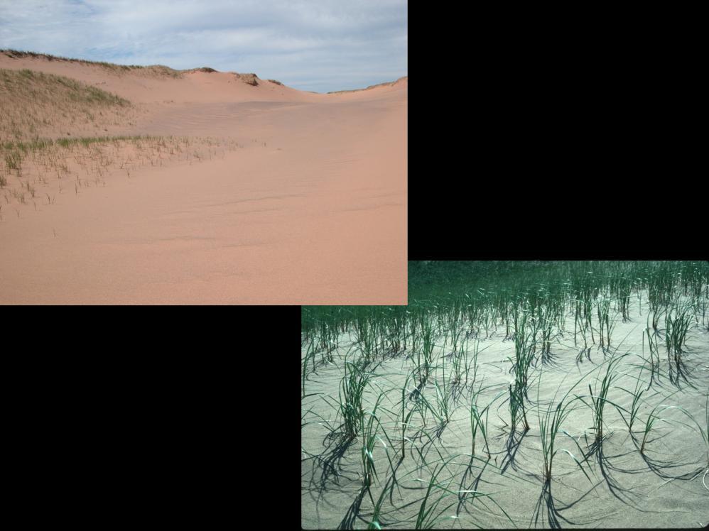 In large dune fields along the south and west shores of L. Michigan, Cowles recognized that dunes closest to the lake were youngest and dunes progressively further from the lake were older.