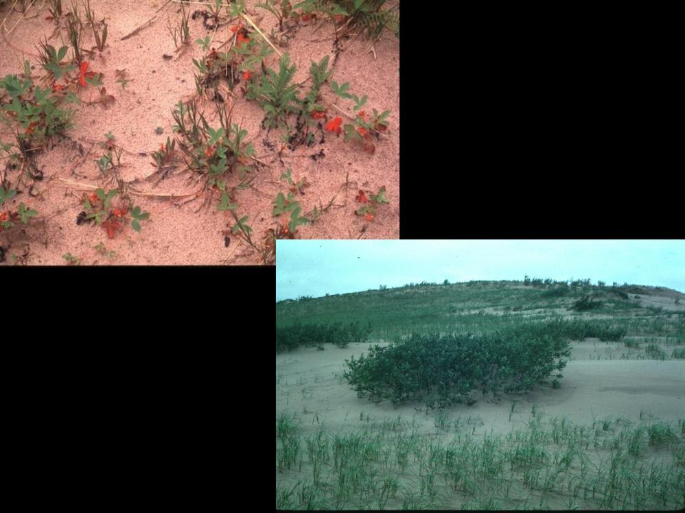 Other plants can do similar things; wild strawberry (top) can also spread with aboveground stolons. As the sand is stabilized, woody plants can become established.