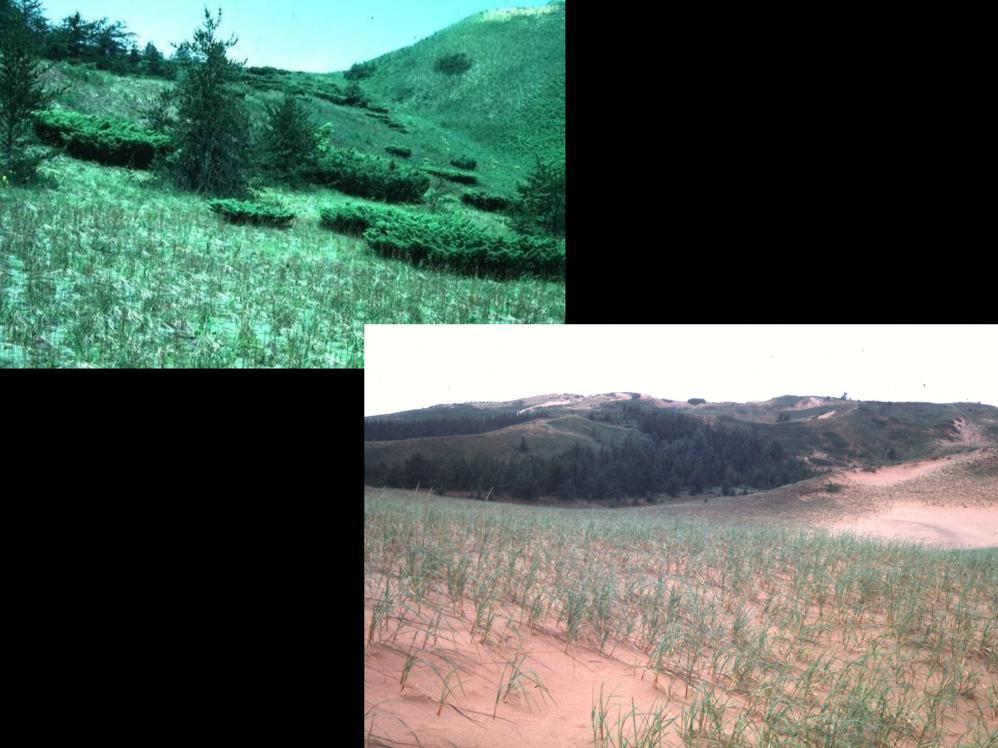 But, generally, older, stabilized dunes are colonized by additional species of woody plants,