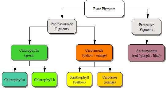 Pigments Involved in Photosynthesis 4 types of pigments may be