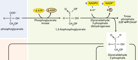 Triose Phosphates Are Formed in the Reduction Step of the Calvin Cycle The 3-phosphoglycerate formed in the carboxylation stage undergoes two modifications: 1.