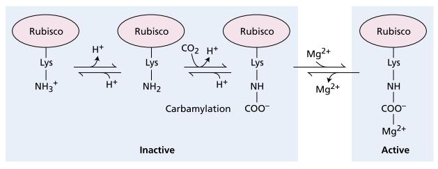 Rubisco Activity Increases in the Light In the active state, rubisco binds another molecule of CO 2, which reacts with the 2,3-enediol form of ribulose-1,5-bisphosphate (P O CH 2 COH COH CHOH CH 2 O