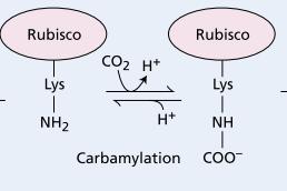 Rubisco Activity Increases in the Light The binding of sugar phosphates, such as ribulose- 1,5-bisphosphate, to rubisco prevents Carbamylation.