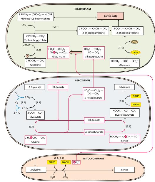 The main reactions of the photorespiratory cycle the uptake of oxygen in