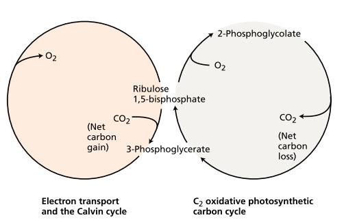 Carboxylation and Oxygenation Are Closely Interlocked in the Intact Leaf As the temperature increases, the concentration of CO 2 in a solution in equilibrium with air decreases more than the