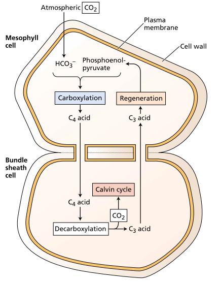 CO 2 -CONCENTRATING MECHANISMS II: THE C 4 CARBON CYCLE Involves four stages in two different cell types: 1.Fixation of CO 2 into a four-carbon acid in a mesophyll cell; 2.