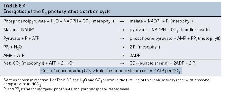 The Concentration of CO 2 in Bundle Sheath Cells Has an Energy Cost The calculation