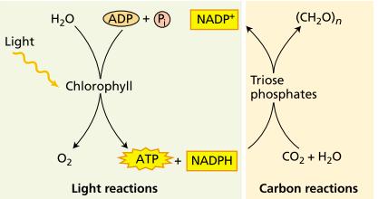Light reaction of photosynthesis: The photochemical oxidation of water to molecular oxygen is coupled to the generation of ATP and reduced pyridine nucleotide (NADPH) by reactions taking place in the