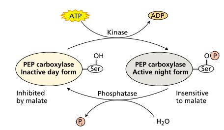 CO 2 -CONCENTRATING MECHANISMS III: CRASSULACEAN ACID METABOLISM In C 4 plants the carboxylase is switched on, or active, during the day and in CAM plants during the night.