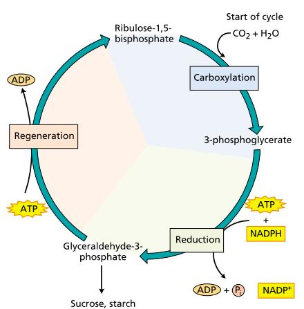 The Calvin Cycle Has Three Stages: 1.Carboxylation, during which CO 2 is covalently linked to a carbon skeleton 2.
