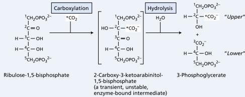 Carboxylation CO 2 enters the Calvin cycle by reacting with ribulose-1,5- bisphosphate to yield two molecules of 3-phosphoglycerate.