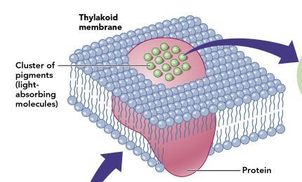 Photosystem - organization of chlorophyll (and other pigments) with proteins in the thylakoid membranes Each photosystem is comprised of various types of pigments that absorb light and pass the