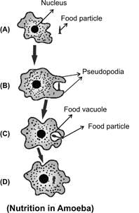 Amoeba takes in food using temporary finger-like extensions of the cell surface which fuse over the food particle forming a food-vacuole as shown in figure Inside the food vacuole, complex substances