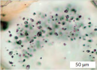situ generation of heterogeneous fluids (Philippot and Selverstone, 1991) Aqueous fluid containing dissolved carbonate, dissolved silica, and solid