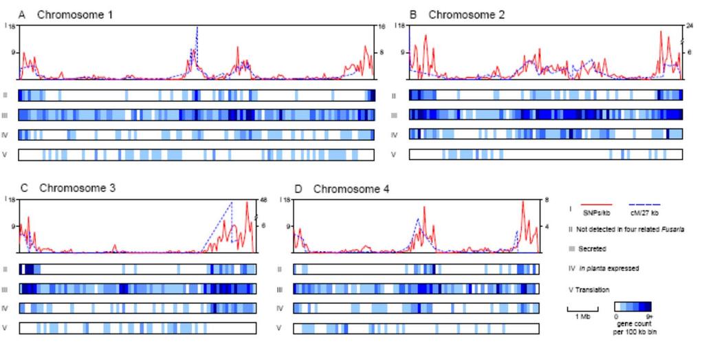 Unique genomic features of F. graminearum - Very few repetitive sequences (0.