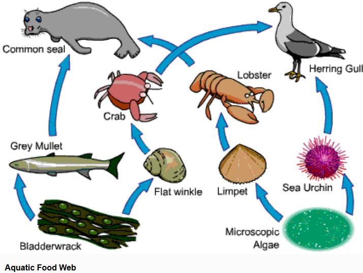 In the food web shown, which organism represent the trophic level where the