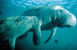 (in 1000 s) Year Powerboats Dead Manatees 1977 447 13 1978 460 21 1979 481 24 1980 498 16 1981 513 24 1982 512 20 1983 526 15 1984 559 34 1985 585 33 1986 614 33 1987 645 39 1988 675 43 1989 711 50