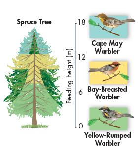 Resource Partitioning Three species of North American warblers all live in the same trees and feed on insects.