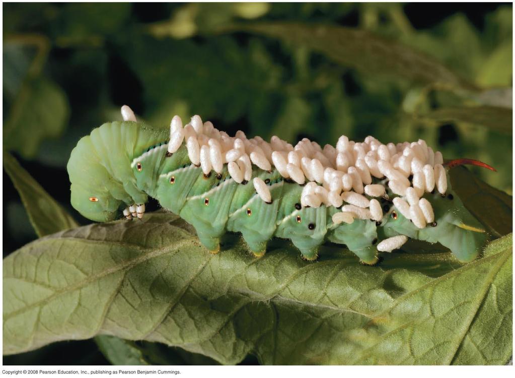Hornworm caterpillar
