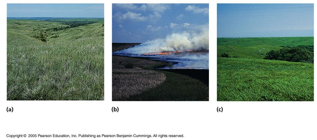 LE 53-21 Before a controlled burn. A prairie that has not burned for several years has a high proportion of detritus (dead grass). During the burn.