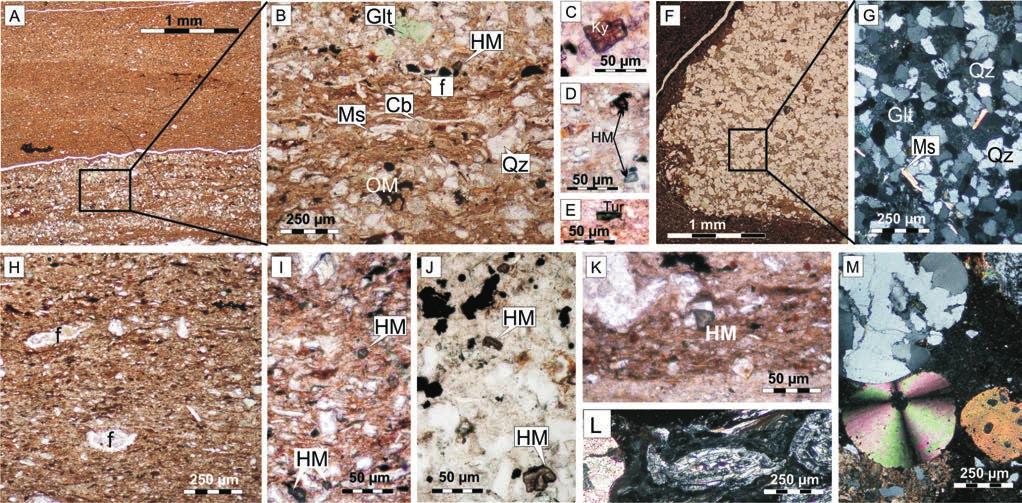 PROVENANCE OF LOWER CRETACEOUS DEPOSITS 119 Fig. 5. Microfacies of ma te rial stud ied (all im ages un der trans mit ted light, in par al lel nicols if not stated dif fer ently). A, B.
