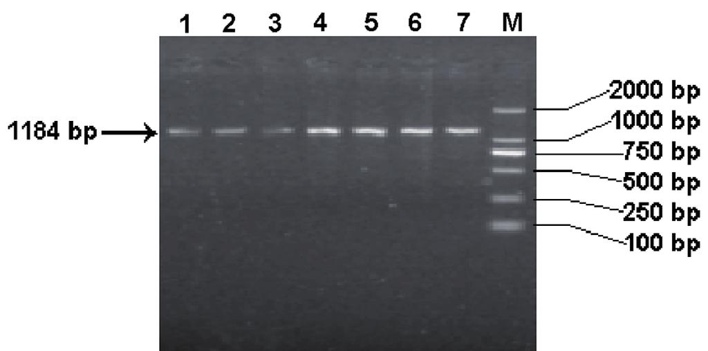 X. Cai et al. gene were explored by NCBI software ORF Finder (http://www.ncbi.nlm. nih.gov). Polymorphic sites of SRY protein sequences were analysed using MEGA 4 [Kumar et al. 2008].