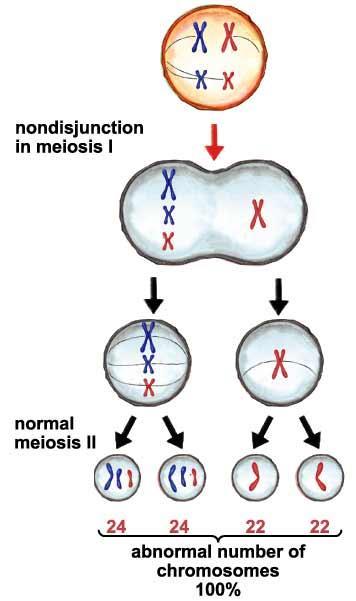 Anaphase I (5 th tab lower half) Nondisjunction in Meiosis I In the first picture you see how the lower red chromosome is being pulled to the wrong side In the second picture it caused one pole of