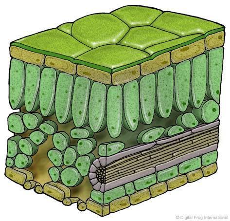 Within a plant cell are green chloroplasts, where all the events of photosynthesis take place.