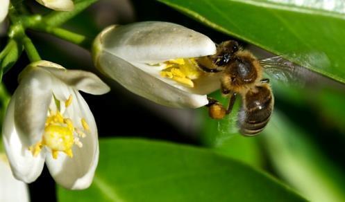 Protecting the Study Pot Pollinators are Often a Source of