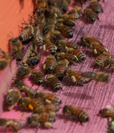 Tunnel concerns with bees Issues with bees in a tunnel: