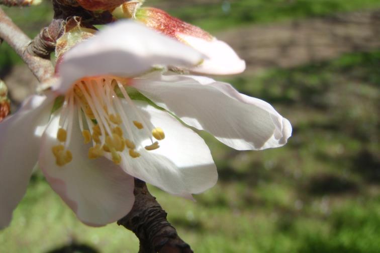 Closed Anthers - Almond Flower