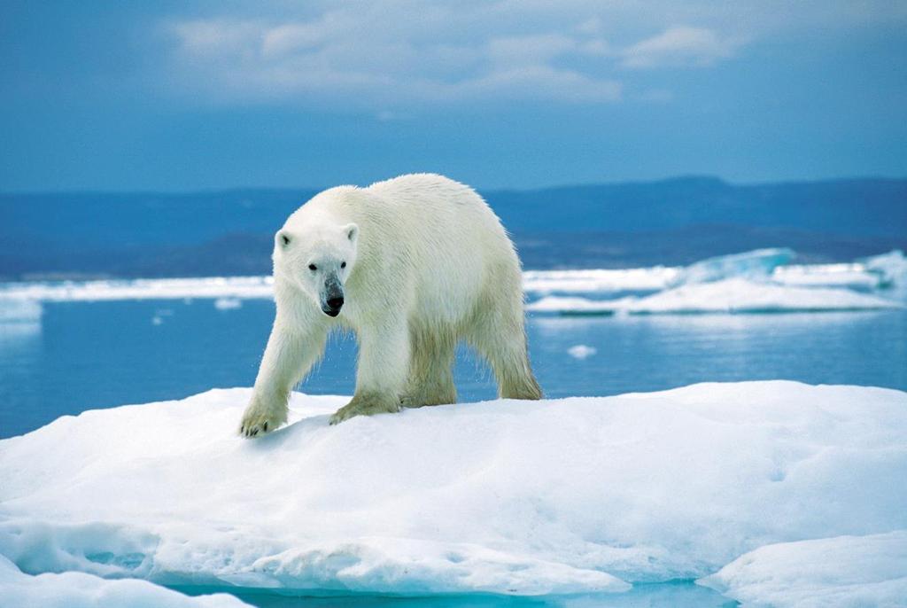 POLAR BEARS According to World Wild Life (WWF), polar bears are classified as marine animals because they spend nearly all of their lives on the sea ice of the Arctic Ocean.