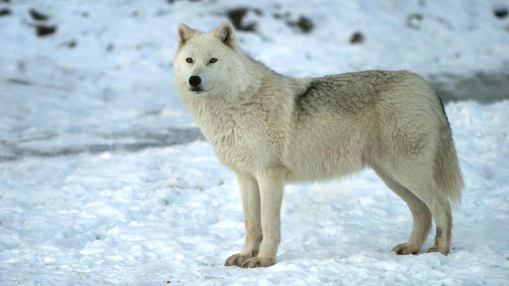 ARCTIC WOLF Physical Description Arctic wolves are smaller than grey wolves. They also have smaller ears and shorter muzzles to retain body heat.