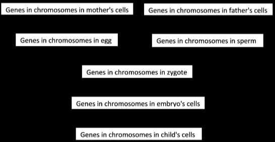 Meiosis and Fertilization Understanding How Genes Are Inherited 1 Introduction In this activity, you will learn how you inherited two copies of each gene, one from your mother and one from your