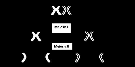 Meiosis How Meiosis Makes Haploid Gametes. Before meiosis, the cell makes a copy of the DNA in each chromosome. The two copies of the DNA in each chromosome are condensed into sister chromatids.