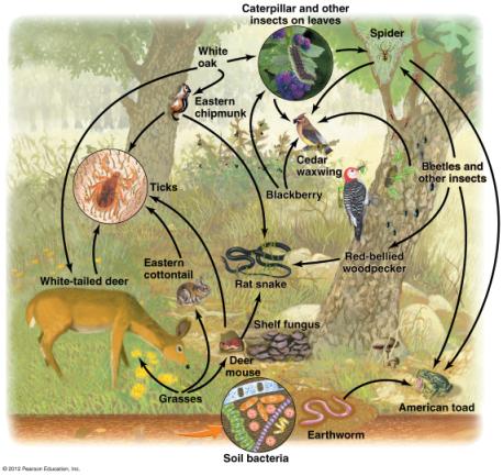 Food webs show relationships and energy flow Food chain: a series of feeding relationships Food web: a visual map of feeding relationships and energy flow among organisms Food webs are greatly