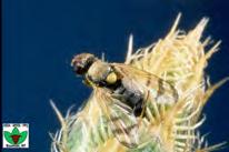 UV Knapweed eedhead Fly Urophora quadrifasciata he Banded Gall