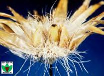 many knapweed species Well established Forms hard galls in the