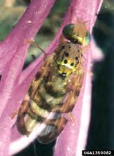 Idaho Knapweed eedhead Moth (Metzneria paucipunctella) May eat