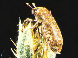 Broad-Nosed eedhead Weevil (Bangasternus fausti) Recent addition