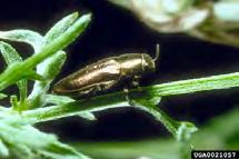 swelling Most common on diffuse, Poison emlock nly one agent- Agonopterix